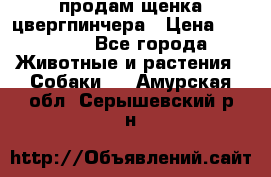 продам щенка цвергпинчера › Цена ­ 15 000 - Все города Животные и растения » Собаки   . Амурская обл.,Серышевский р-н